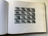 Animals in Motion by Eadweard Muybridge