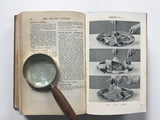 Mrs Beeton's All-About Cookery