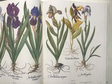 The Besler Florilegium